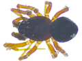 Tenuiphantes Troxochrus scabriculustenuis